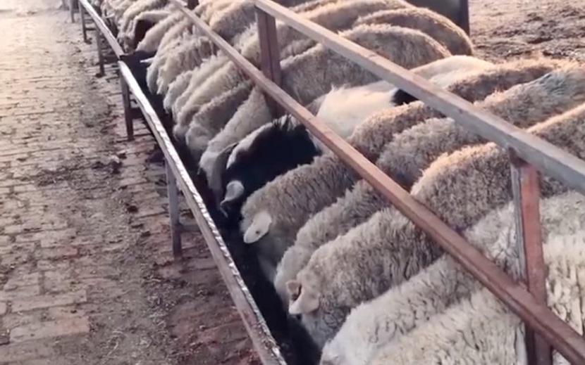 Bê bối thịt cừu Trung Quốc có chứa chất tạo nạc clenbuterol
